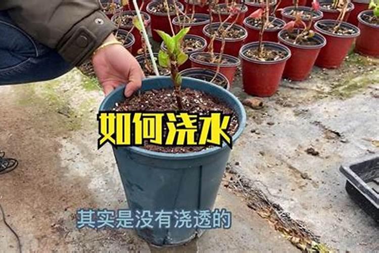 怎样早春大棚种植西瓜8424
