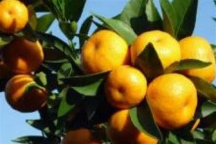 怎样防治柑橘缺磷症？