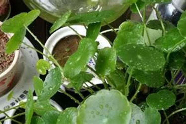 绯花玉有花苞可以施肥吗