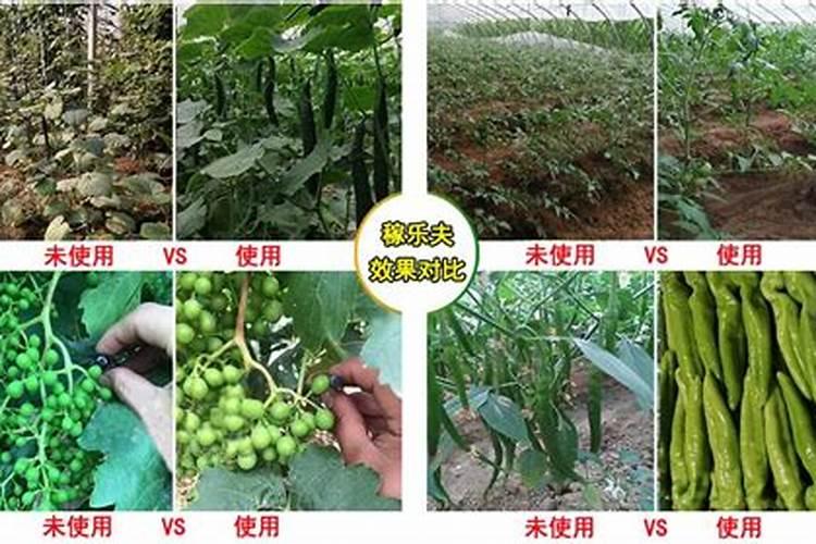 辣椒喷什么叶面肥结果多 多久喷一次