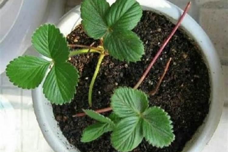 草莓苗种植多久能施肥 草莓怎么养殖