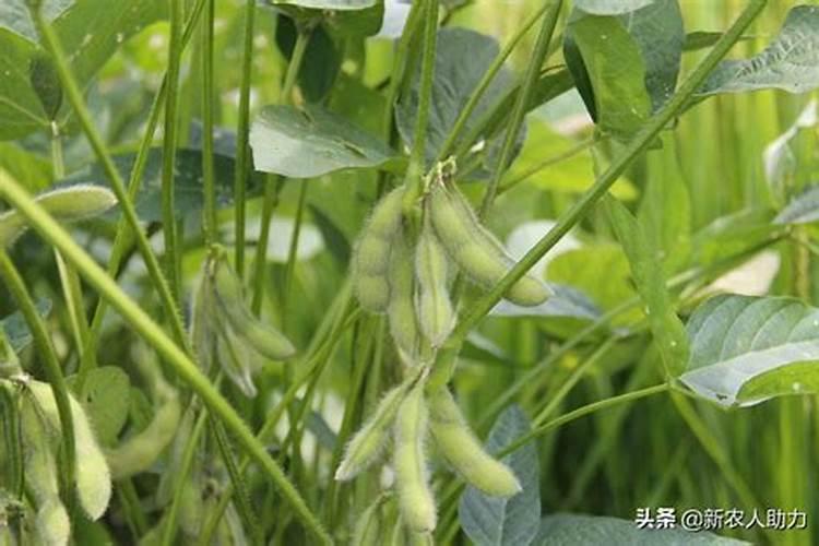 黄豆施什么肥比较好