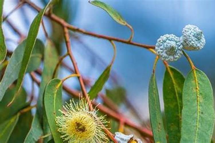 桉树施肥的最佳时间