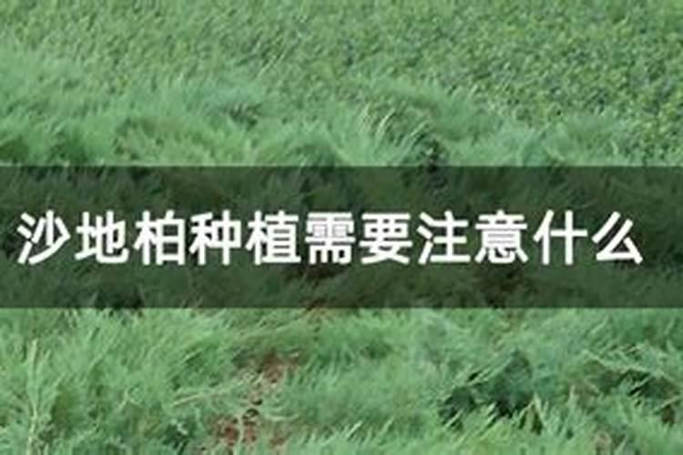 沙土地用鸡粪好还是猪粪好？