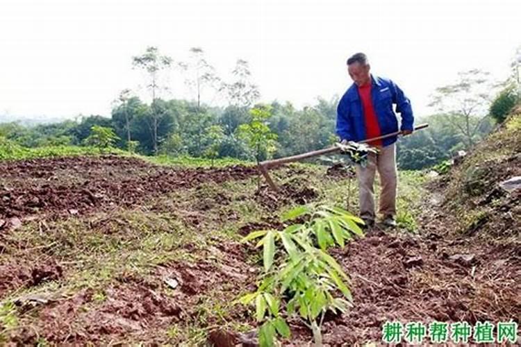 龙眼什么季节种植合适