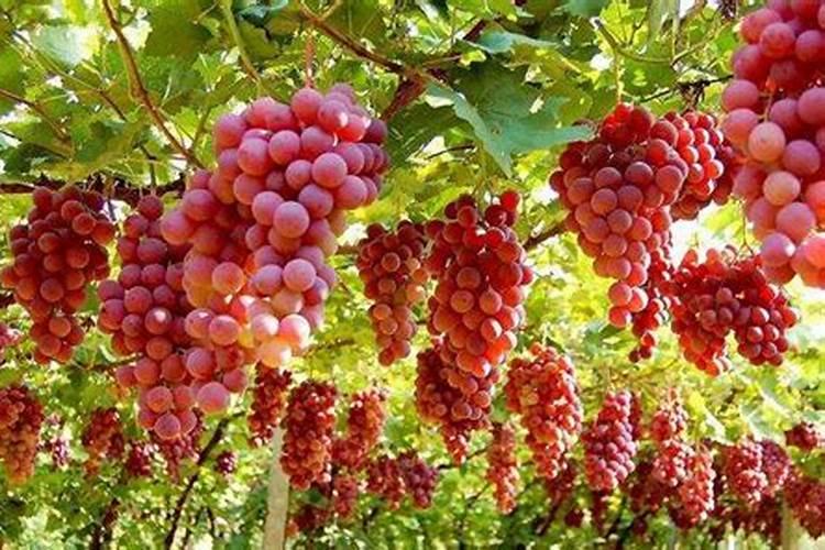 赤霉酸和芸苔素可以一起喷四季葱吗