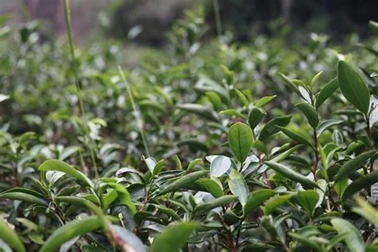 科普:安吉白茶茶园冻害预防与管理