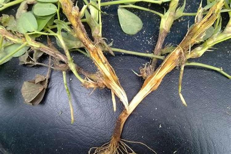 卖西瓜时藤烂藤怎么办啊