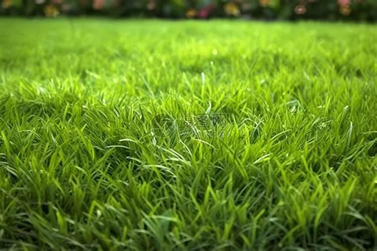 种植的草皮要多久浇一次肥料水