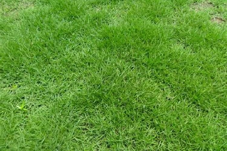马尼拉草坪使用何种肥料好