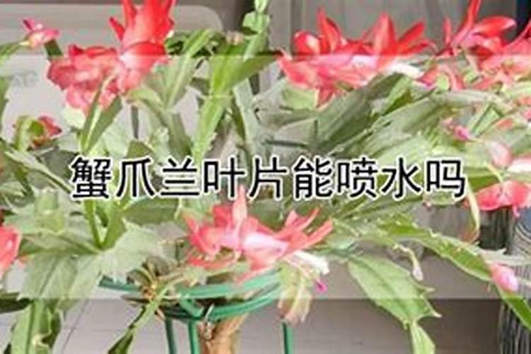 蟹爪兰度夏都有哪些技巧