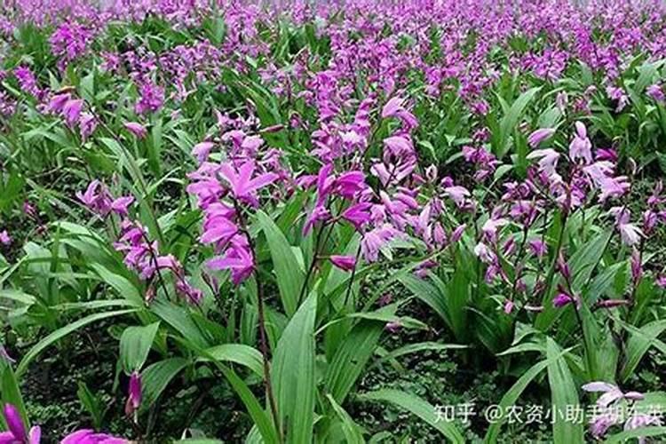白芨施什么肥最好
