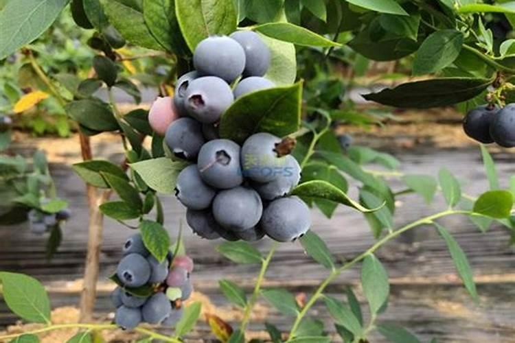 请问蓝莓用什么肥料最好