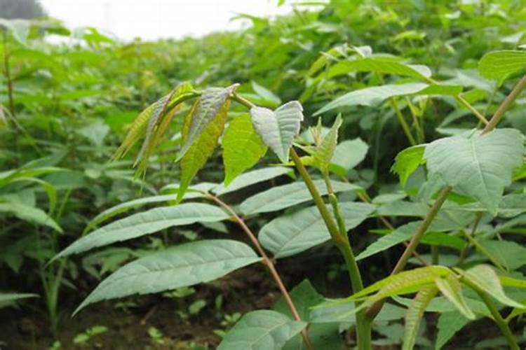 大棚种植香椿芽技术
