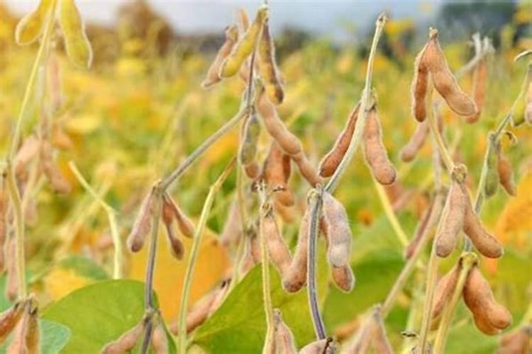 三角梅底肥放什么肥好