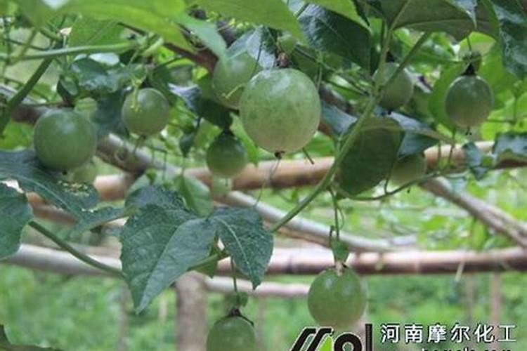 甘平裂果怎么防治