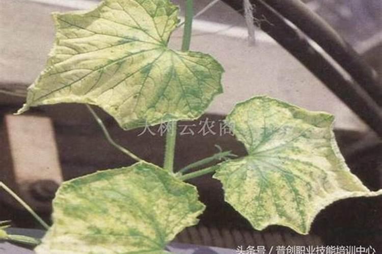 南瓜黄叶病用什么药效果好