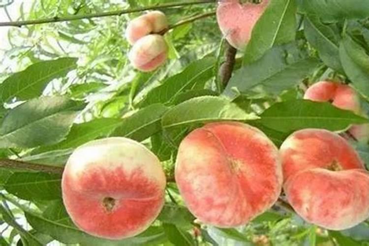 五月瑞蟠桃栽培要点