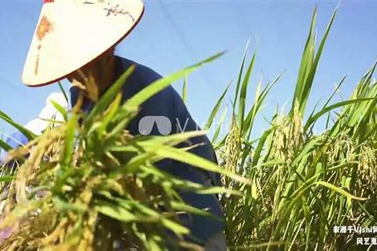 硼肥的用量、作用及使用方法