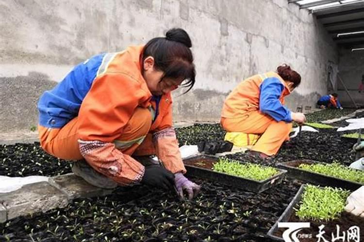 花生施肥时间及方法
