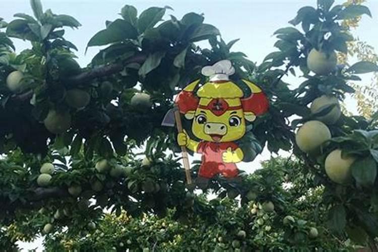 李子树花果期管理技术