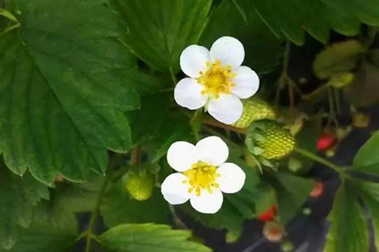 草莓开花结果期施什么肥