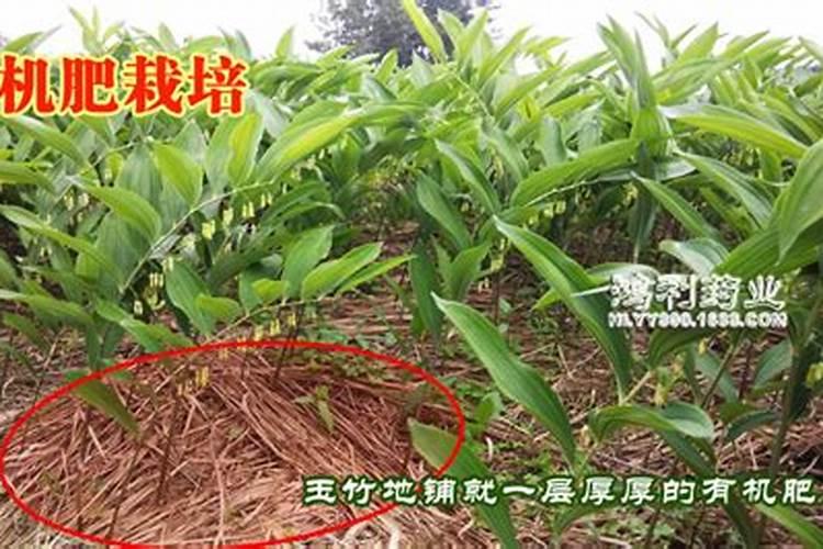 玉竹的施肥方法