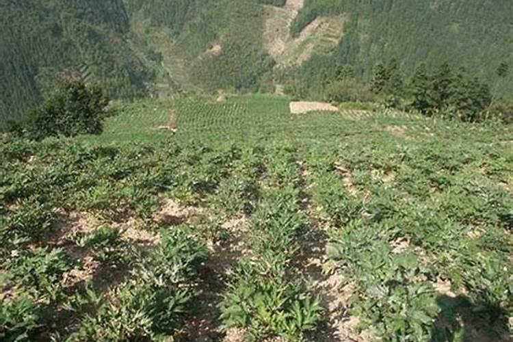 昆仑山气候物产