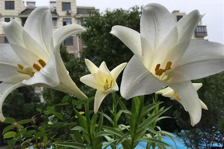 百合花什么时候上化肥 已经起小花苞了 还用上吗？ 什么时候能开花百 ...