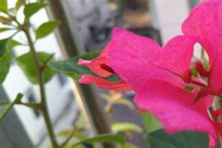 仙人掌促花需要怎么施肥