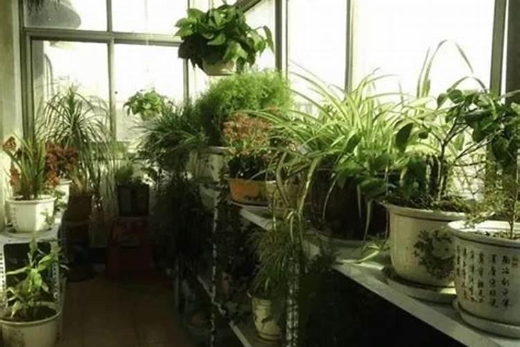 家庭养花不开花怎么办？盘点常见12种花卉促花方法!