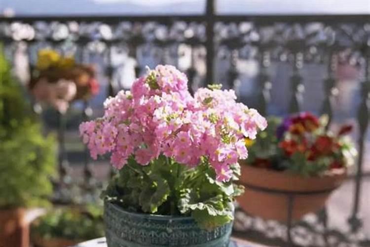 秋季养花注意事项