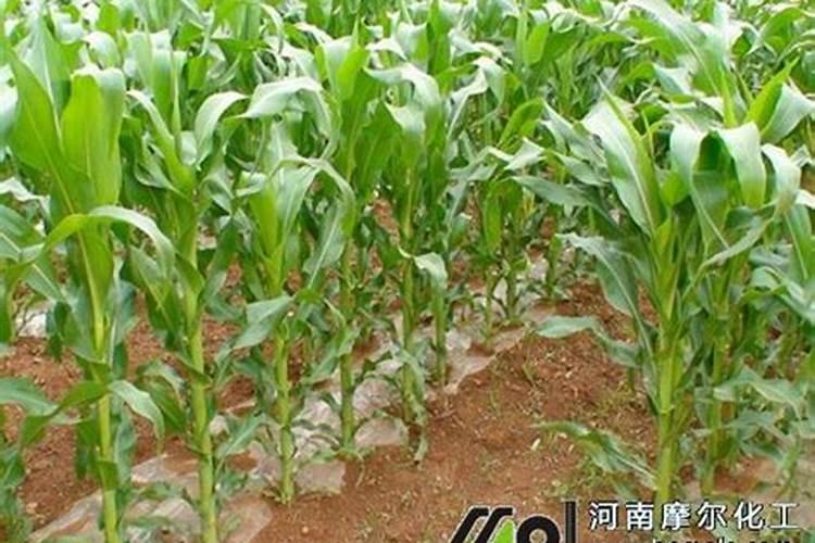 玉米追肥多少斤合适