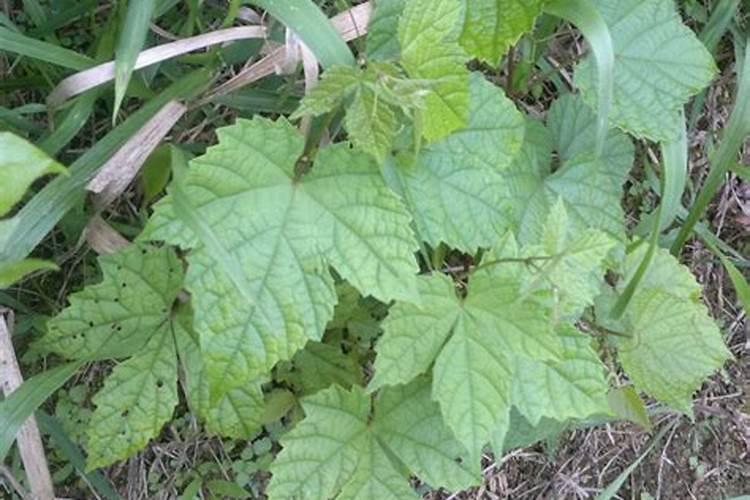 黄芪怎么除草,要用什么除草剂？黄芪在什么温度下除草最安全？
