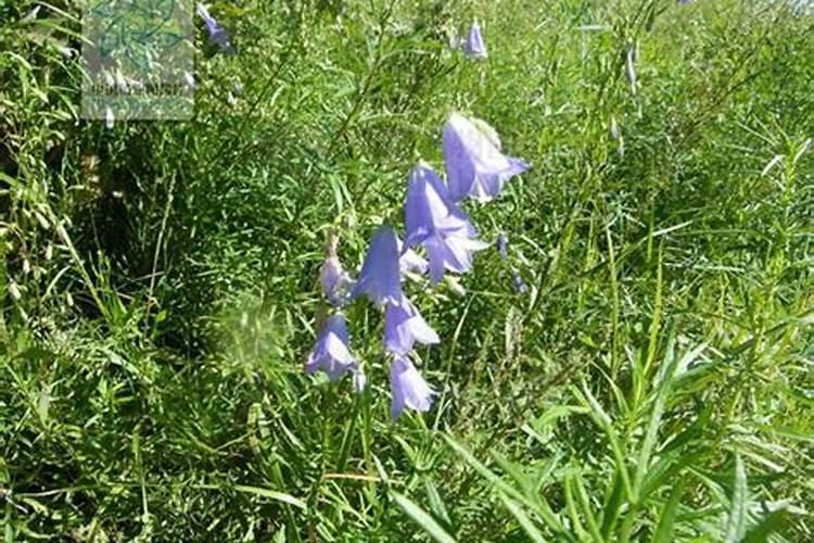百合科植物用什么除草剂？