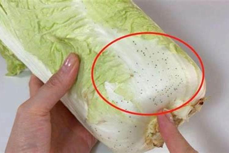 白菜施肥时间和方法