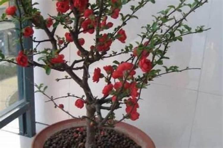 海棠花叶子干枯怎么办,叶子干枯四种原因及解决方法