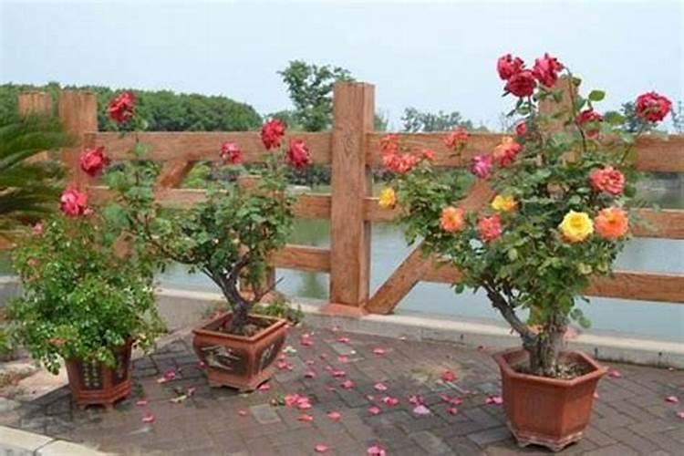 月季花冬季怎么施肥