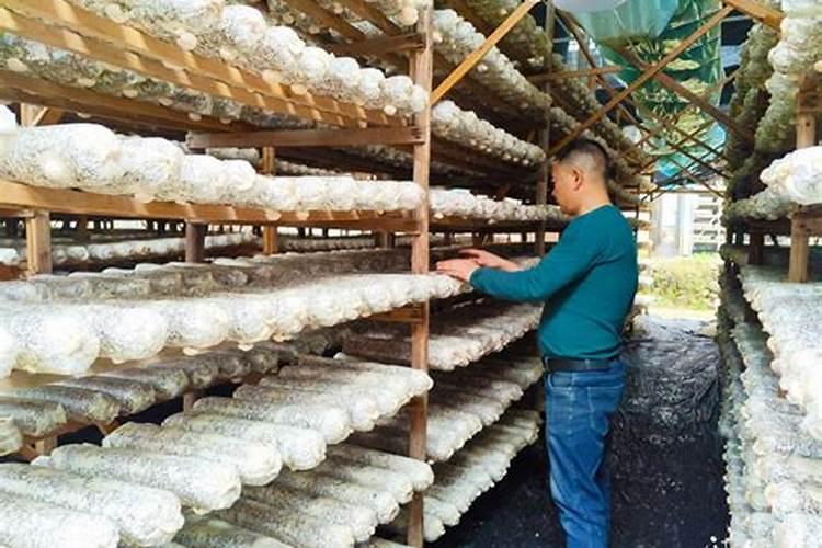种植蘑菇用什么肥料