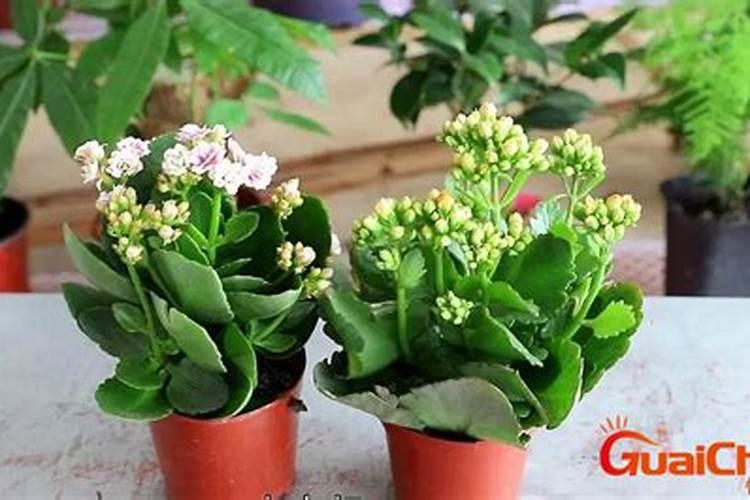 长寿花花期怎样施肥和浇水
