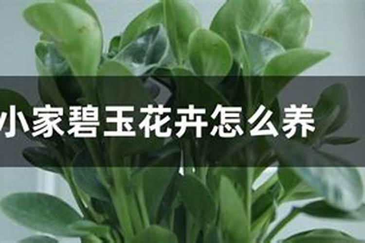小家碧玉养殖方法和注意事项