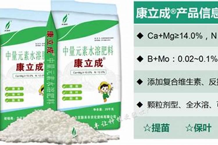 幸福树怎么浇水？