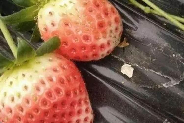 草莓磷肥什么时候用？磷肥施用过量该怎么补救？