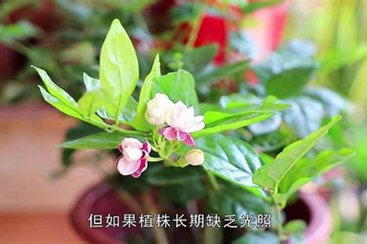 茉莉花的施肥方法