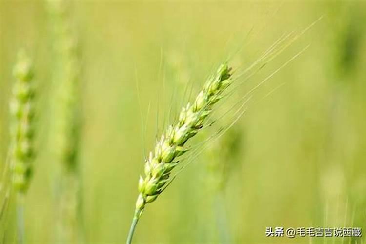 小麦分蘖期喷什么叶面肥