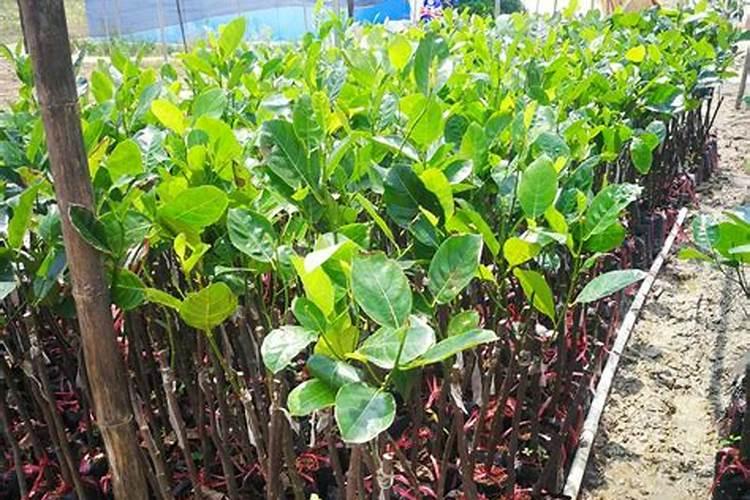 菠萝蜜种植条件