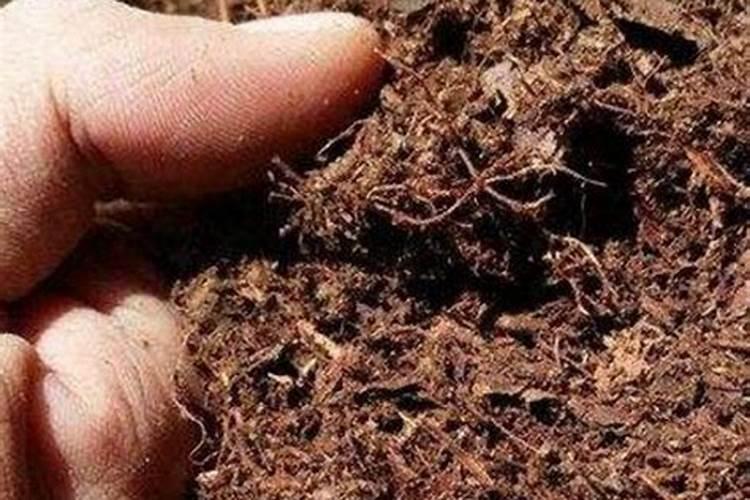 发财树施什么肥料最好,发财树专用肥料以氮肥为主