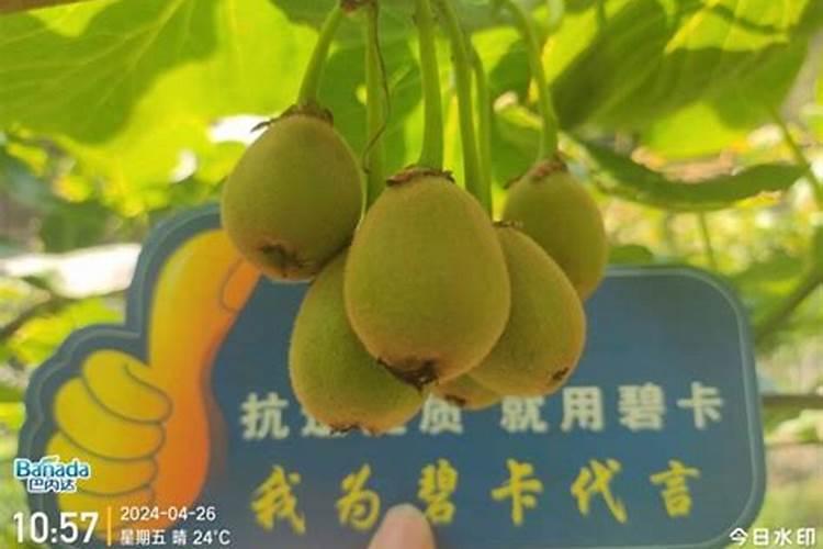 软枣猕猴桃的种植技巧 软枣猕猴桃的种植方法