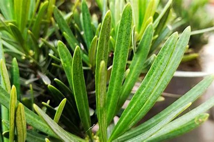 红薯什么时候打芸苔素 如何合理使用