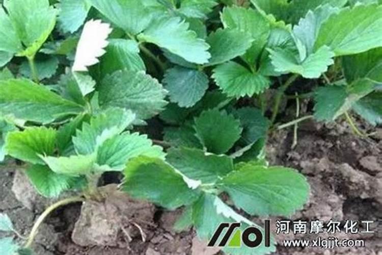 草莓开花结果的时候需要施肥吗